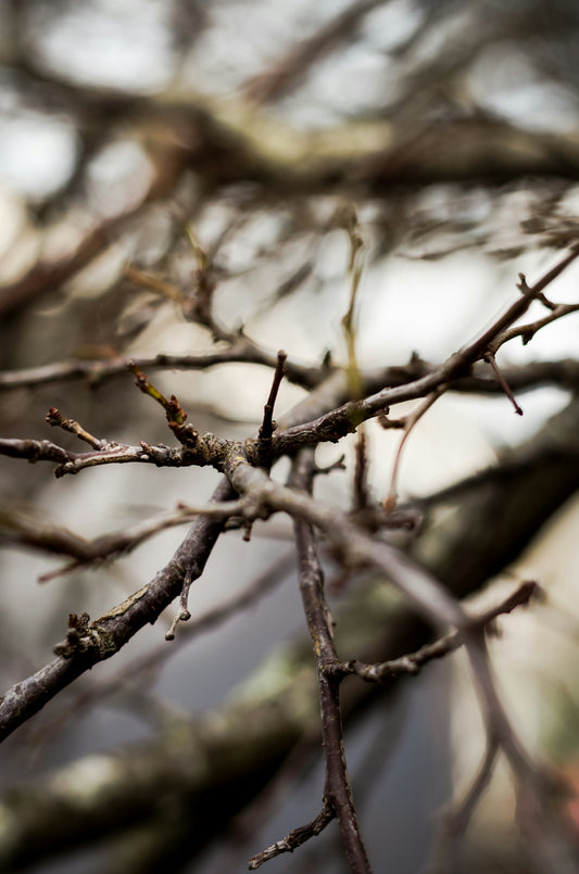 A close up of a tree branch with no leaves