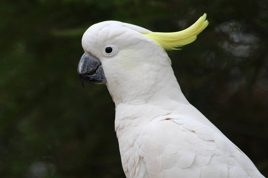 white Cockatoos