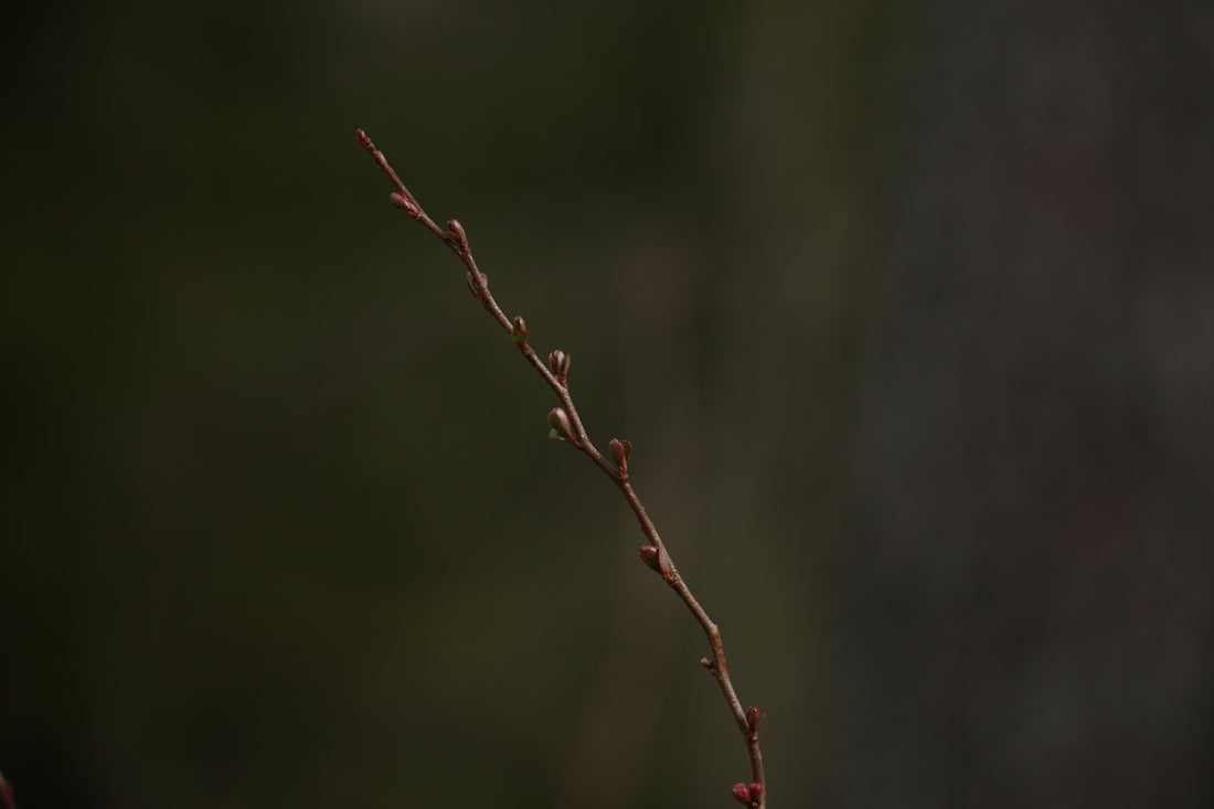 brown tree branch in tilt shift lens