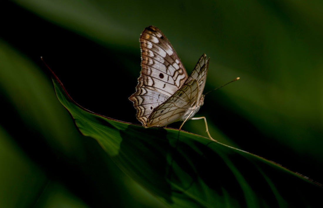 a white butterfly sitting on a green leaf