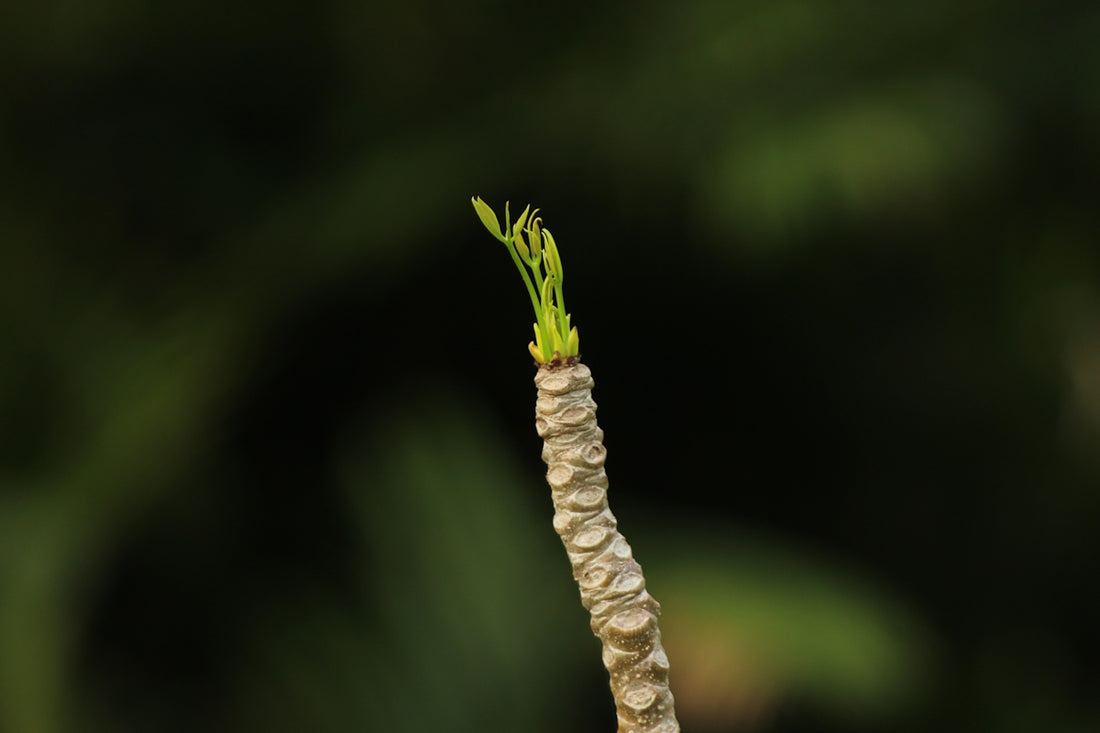 a close up of a plant with a green stem