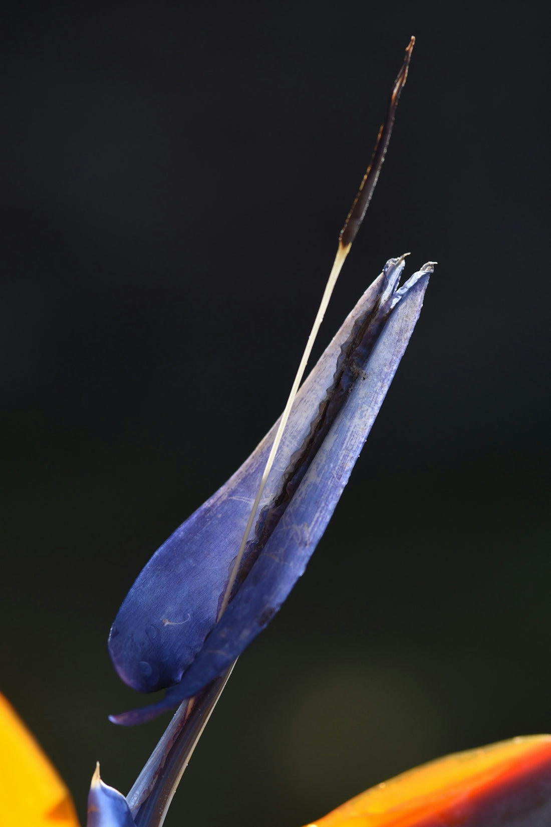 a close up of a blue flower