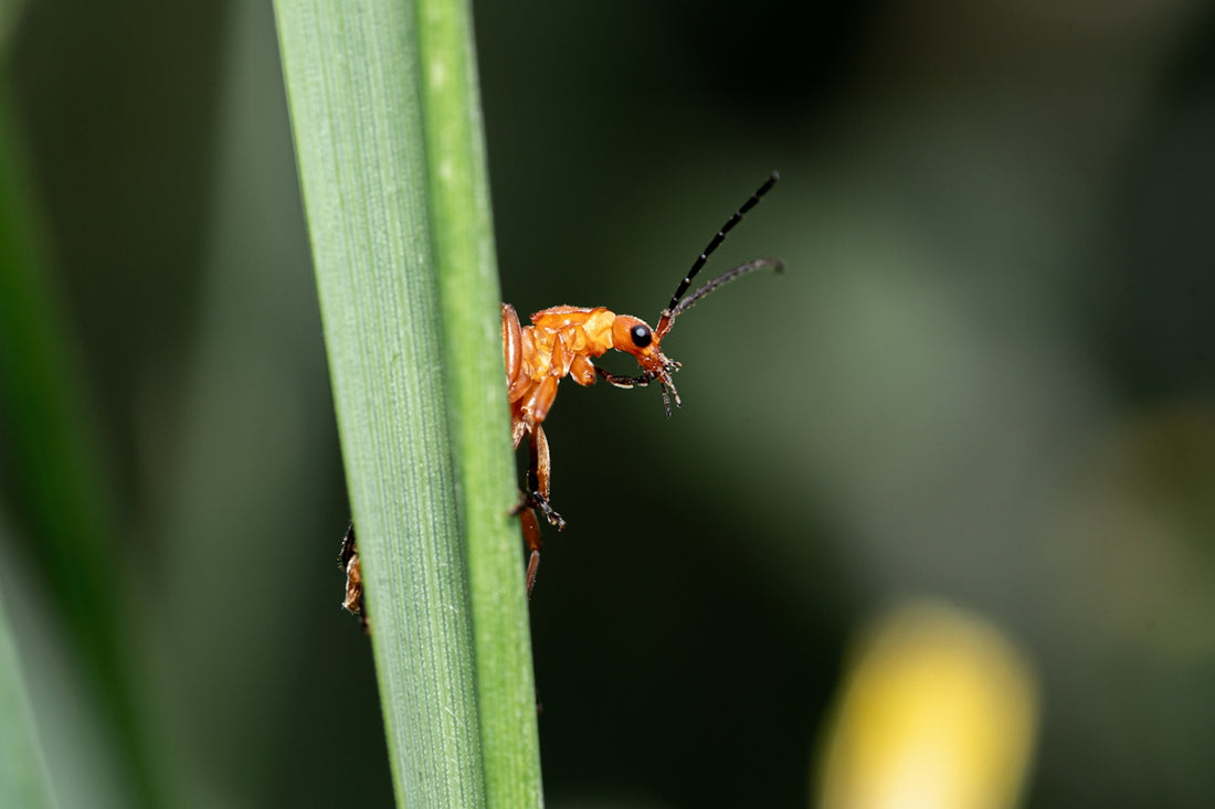 a bug on a leaf