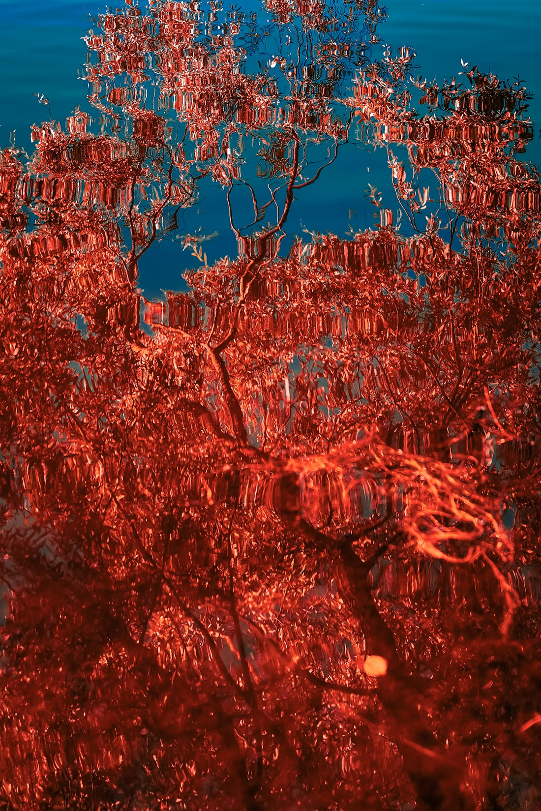 a tree with red leaves