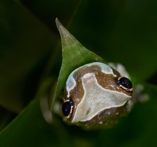 a close up of a frog on a leaf