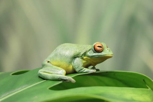 a green frog sitting on top of a green leaf