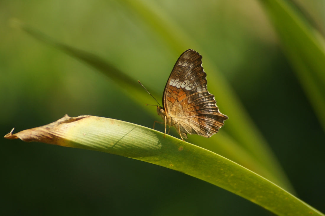 a brown and white butterfly sitting on top of a green leaf