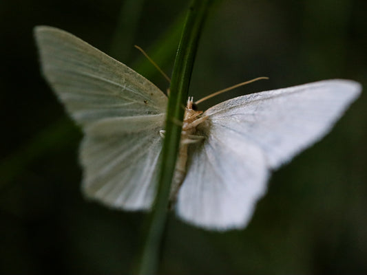 a white butterfly sitting on top of a green plant