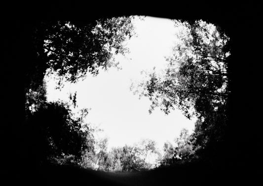 a black and white photo of trees looking up at the sky
