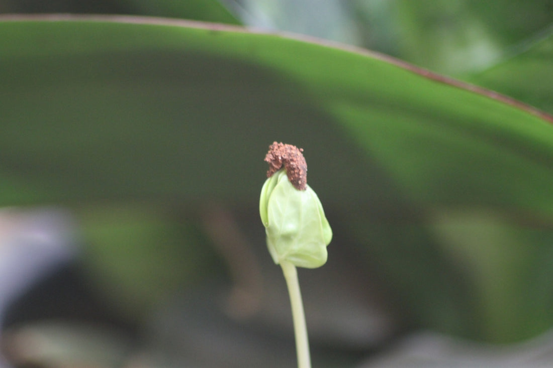 A close up of a flower with a blurry background