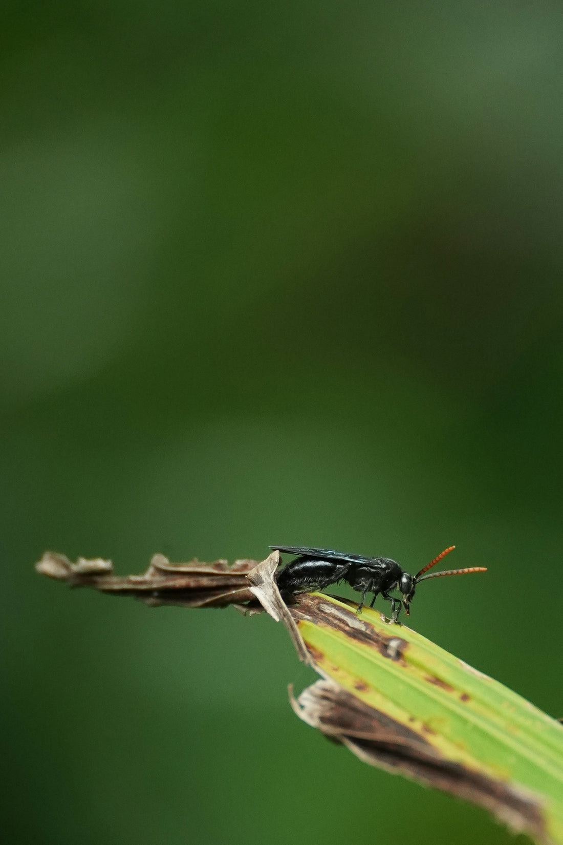 A bug sitting on top of a green leaf