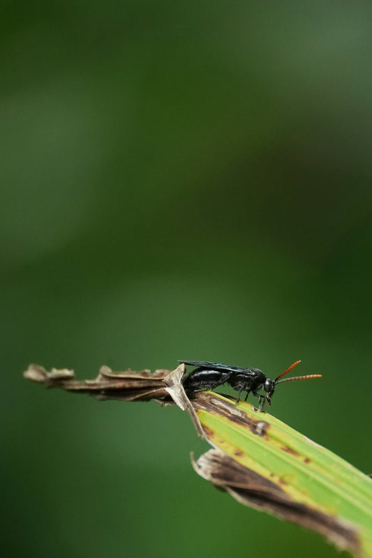 A bug sitting on top of a green leaf