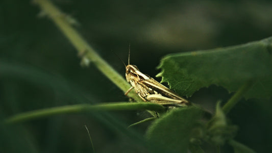 A close up of a grasshopper on a leaf