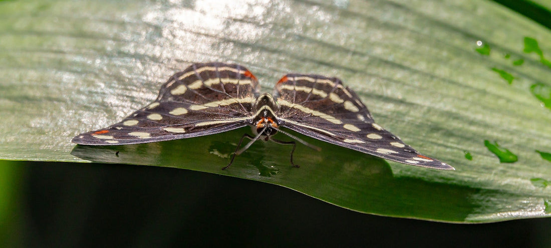 A close up of a moth on a leaf