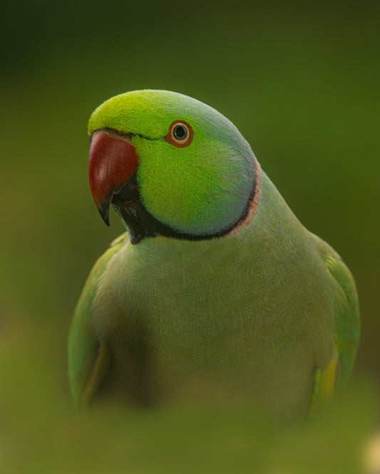 A close up of a green parrot with a red beak