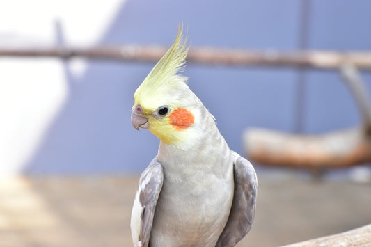 A white and grey bird with a yellow beak