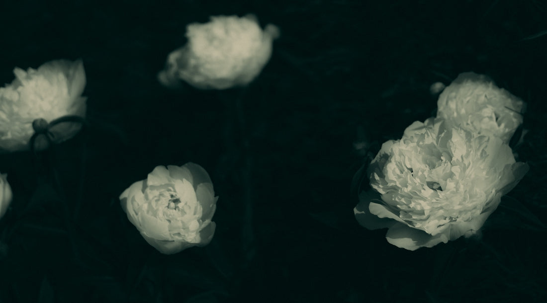A black and white photo of a bunch of flowers