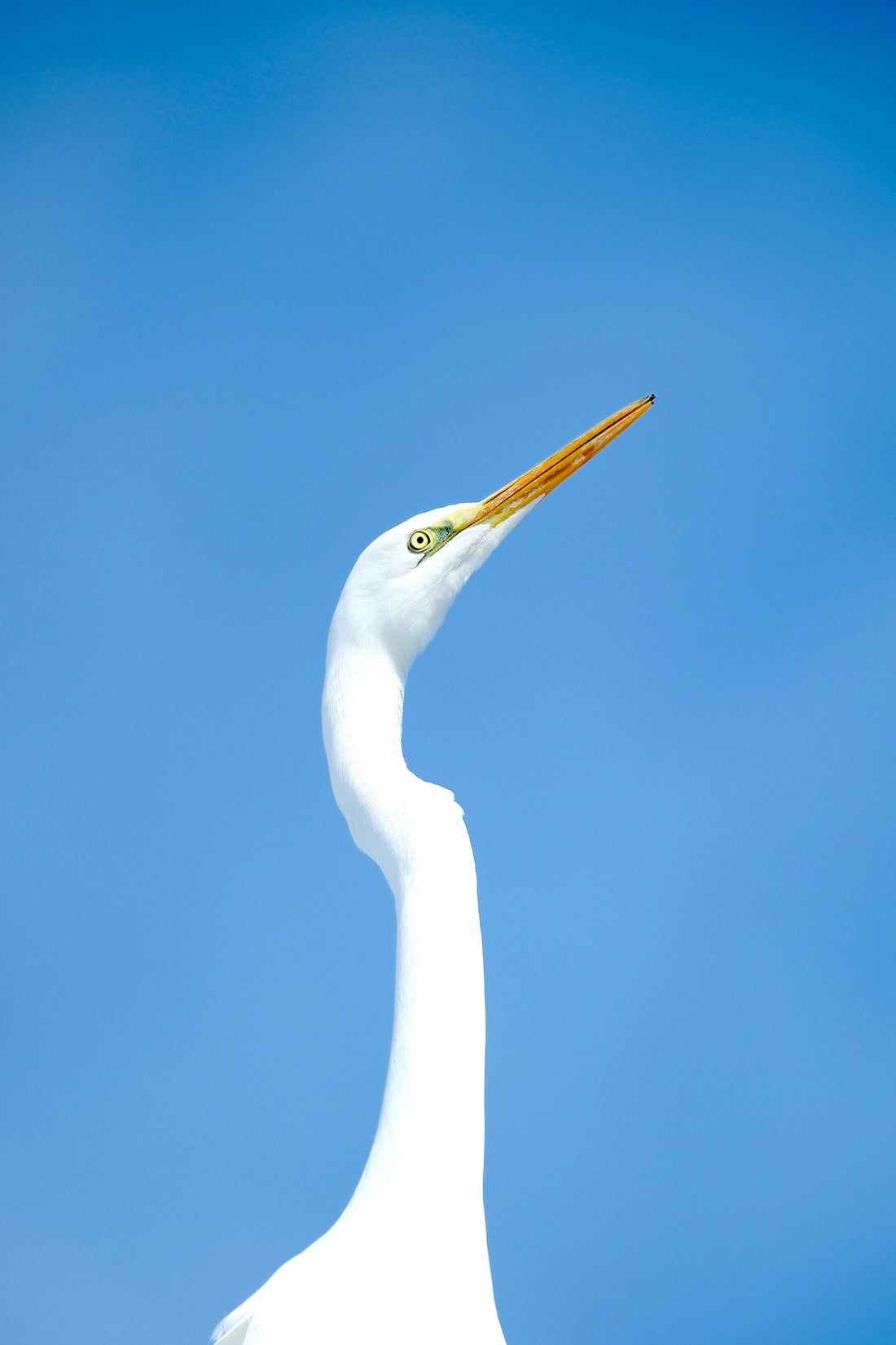 A large white bird with a long beak