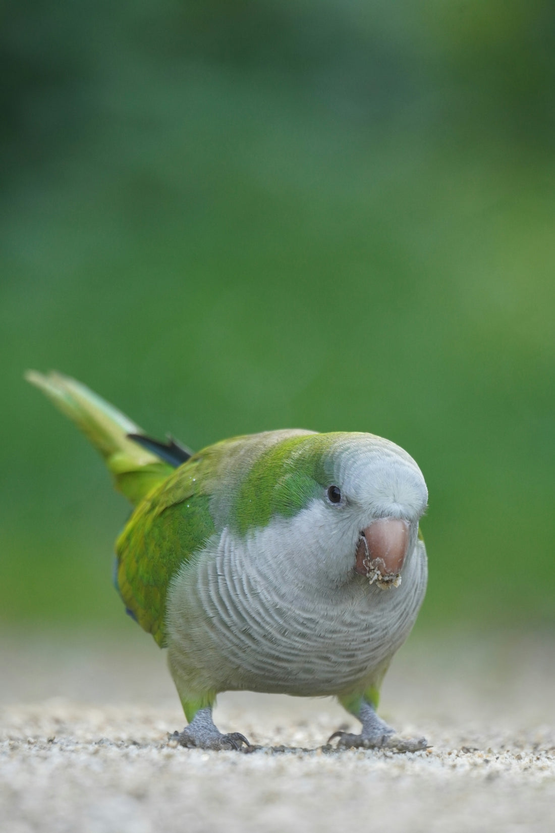 A green and white bird is standing on the ground