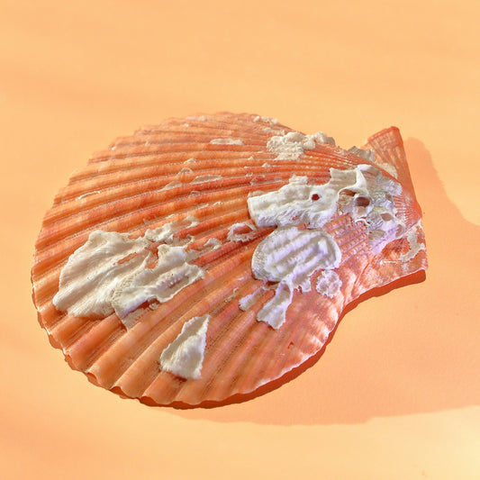 A seashell displays its beautiful pattern.