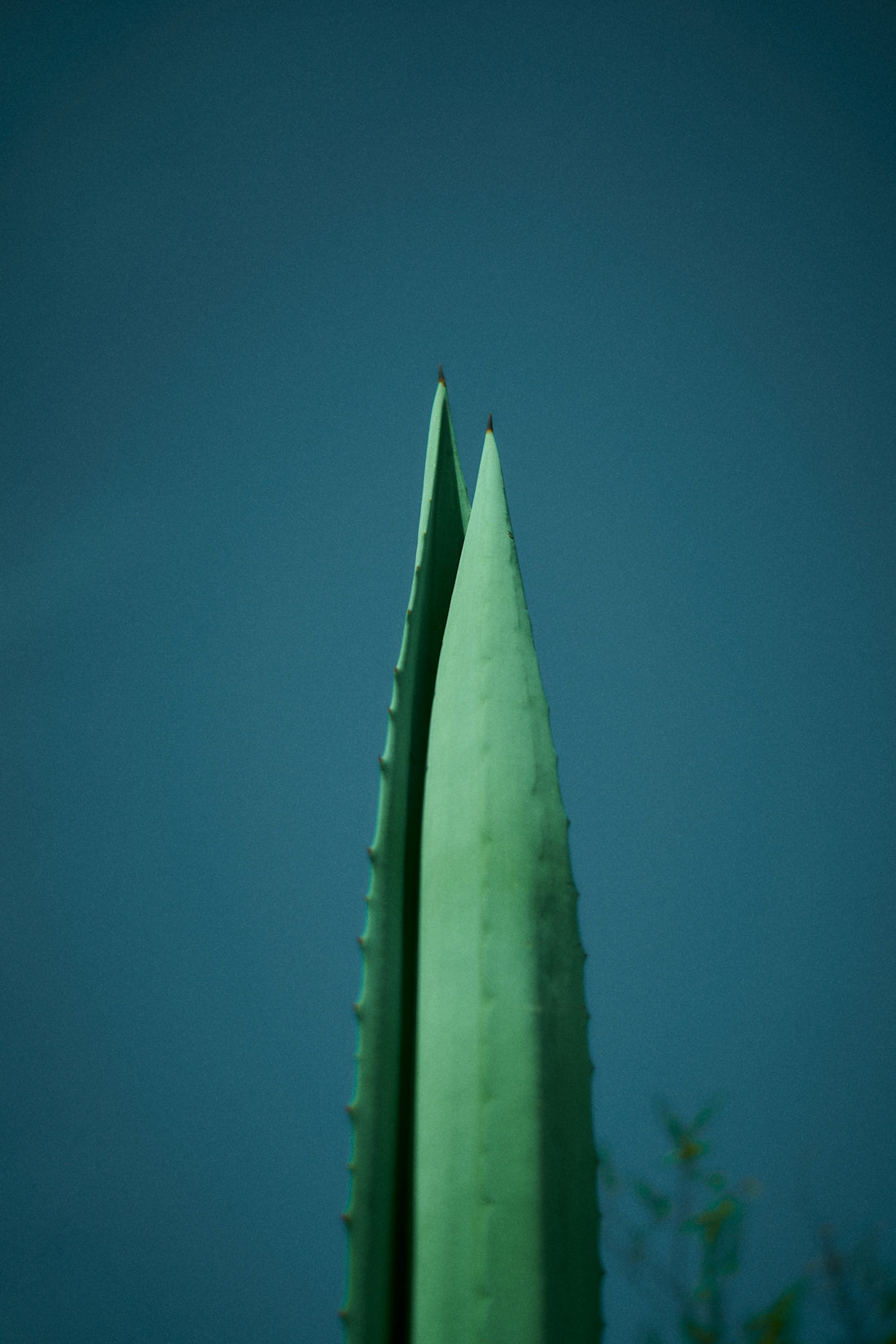 Two aloe vera leaves against a dark blue sky.
