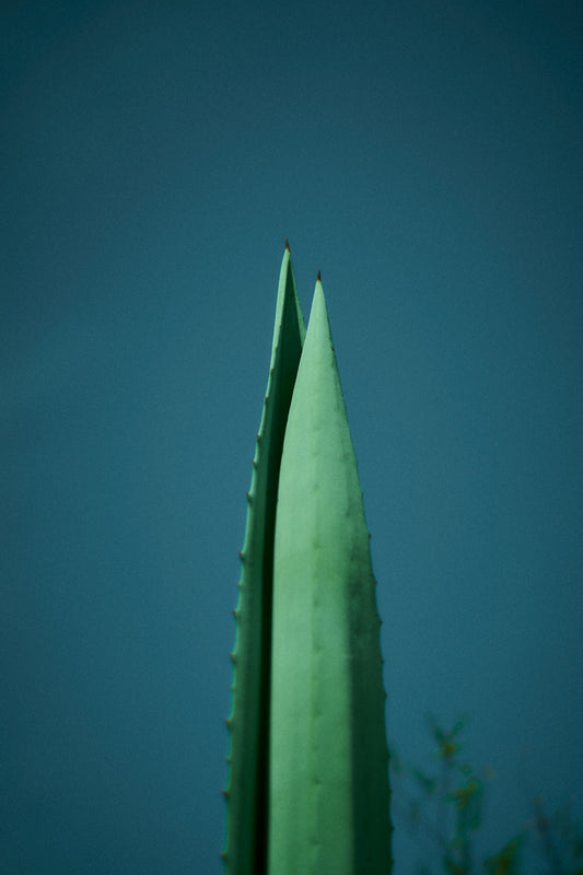 Two aloe vera leaves against a dark blue sky.